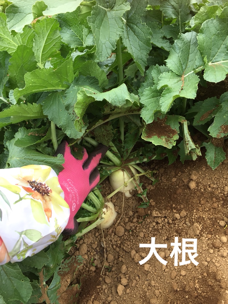 f:id:Yamanao:20180525124537j:plain f:id:Yamanao:20180525124537j:plain