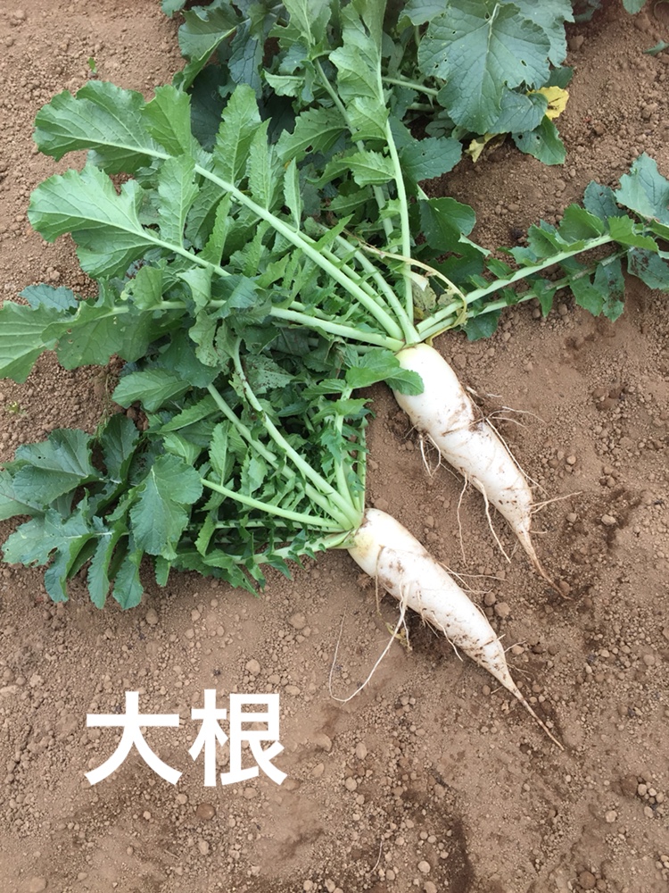 f:id:Yamanao:20180525124547j:plain f:id:Yamanao:20180525124547j:plain
