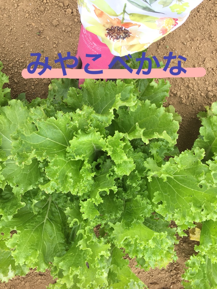 f:id:Yamanao:20180525124558j:plain f:id:Yamanao:20180525124558j:plain