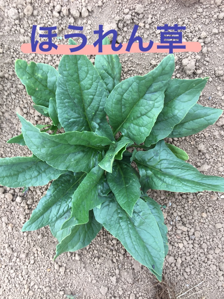 f:id:Yamanao:20180525124623j:plain f:id:Yamanao:20180525124623j:plain