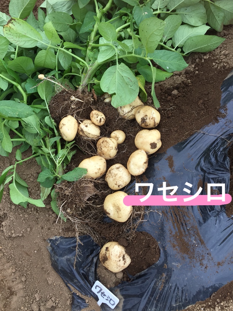 f:id:Yamanao:20180525124635j:plain f:id:Yamanao:20180525124635j:plain
