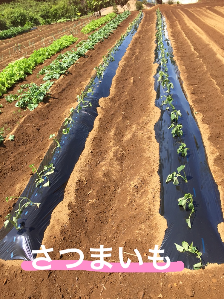 f:id:Yamanao:20180525124644j:plain f:id:Yamanao:20180525124644j:plain