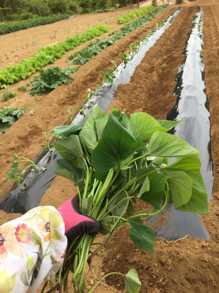 f:id:Yamanao:20180525124835j:plain f:id:Yamanao:20180525124835j:plain