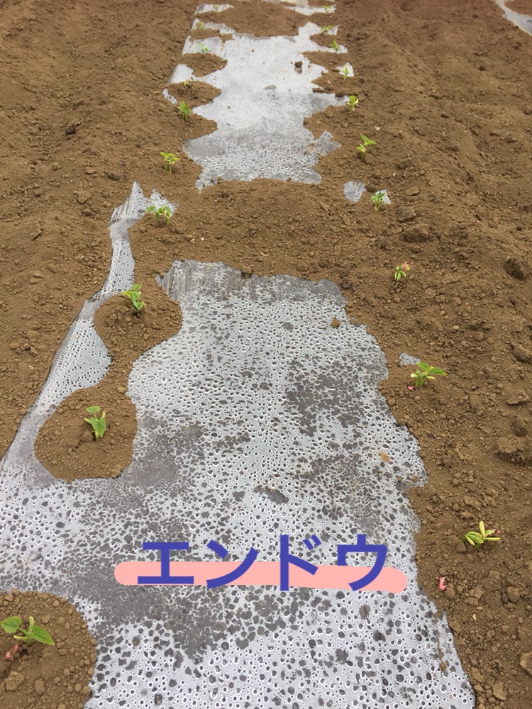 f:id:Yamanao:20180525130515j:plain f:id:Yamanao:20180525130515j:plain
