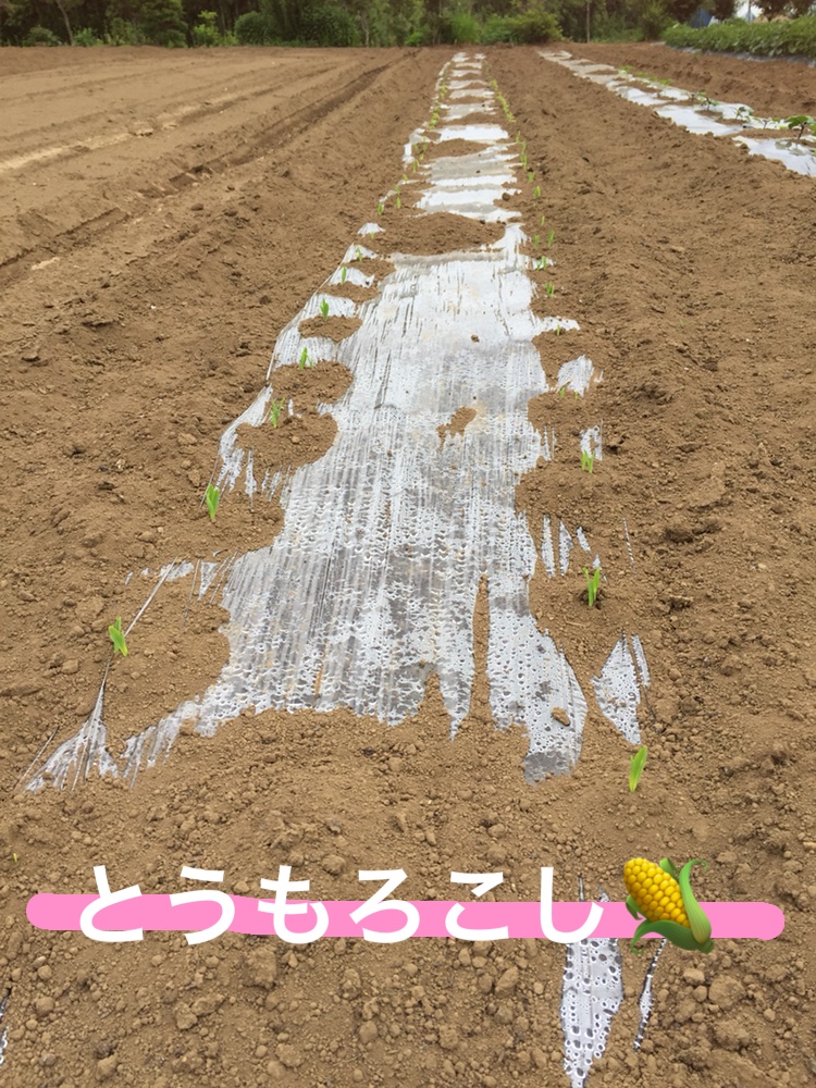 f:id:Yamanao:20180525130603j:plain f:id:Yamanao:20180525130603j:plain
