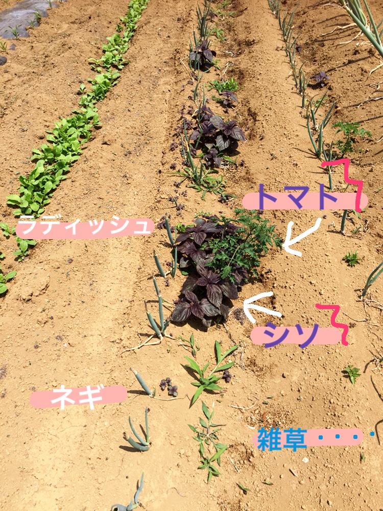 f:id:Yamanao:20180530121931j:plain f:id:Yamanao:20180530121931j:plain