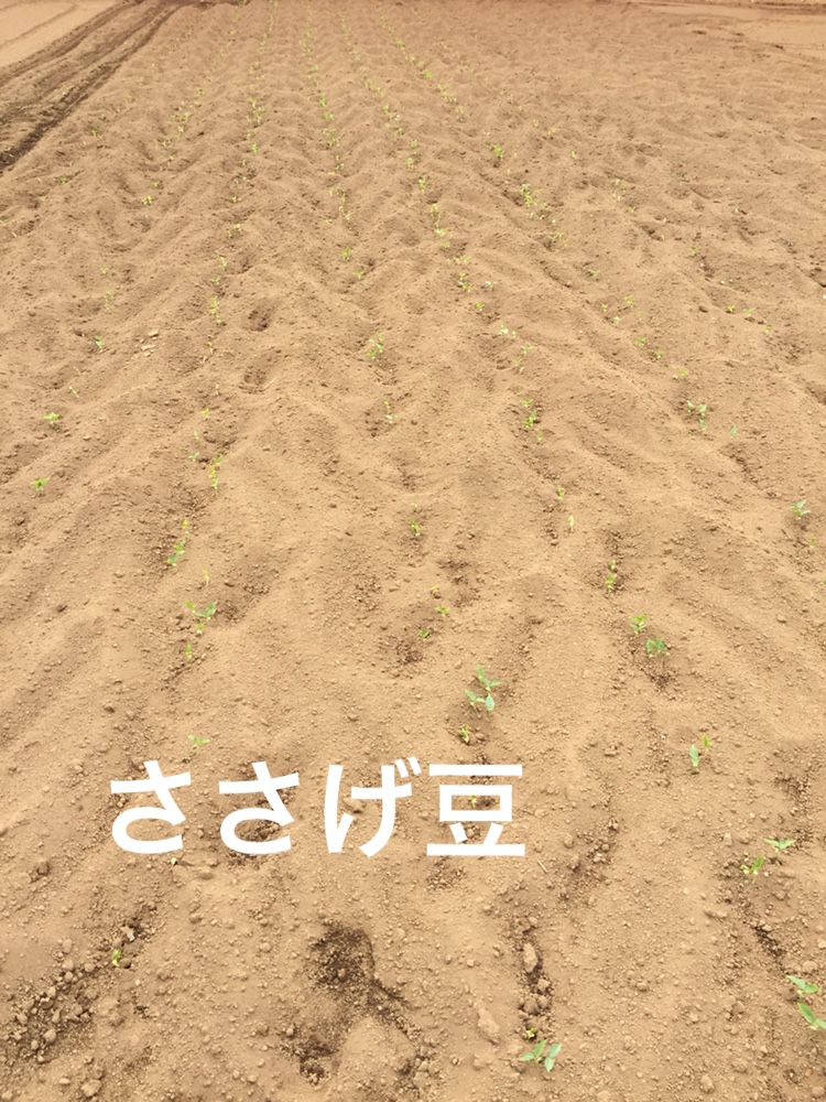 f:id:Yamanao:20180530122005j:plain f:id:Yamanao:20180530122005j:plain