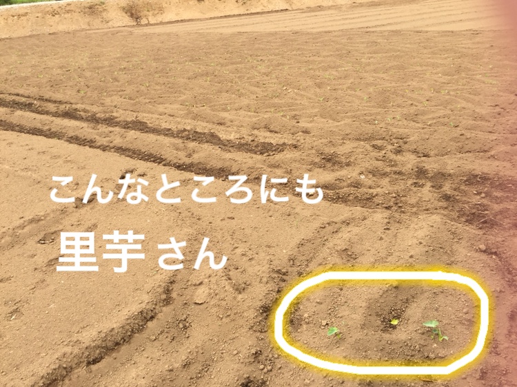 f:id:Yamanao:20180530122019j:plain f:id:Yamanao:20180530122019j:plain