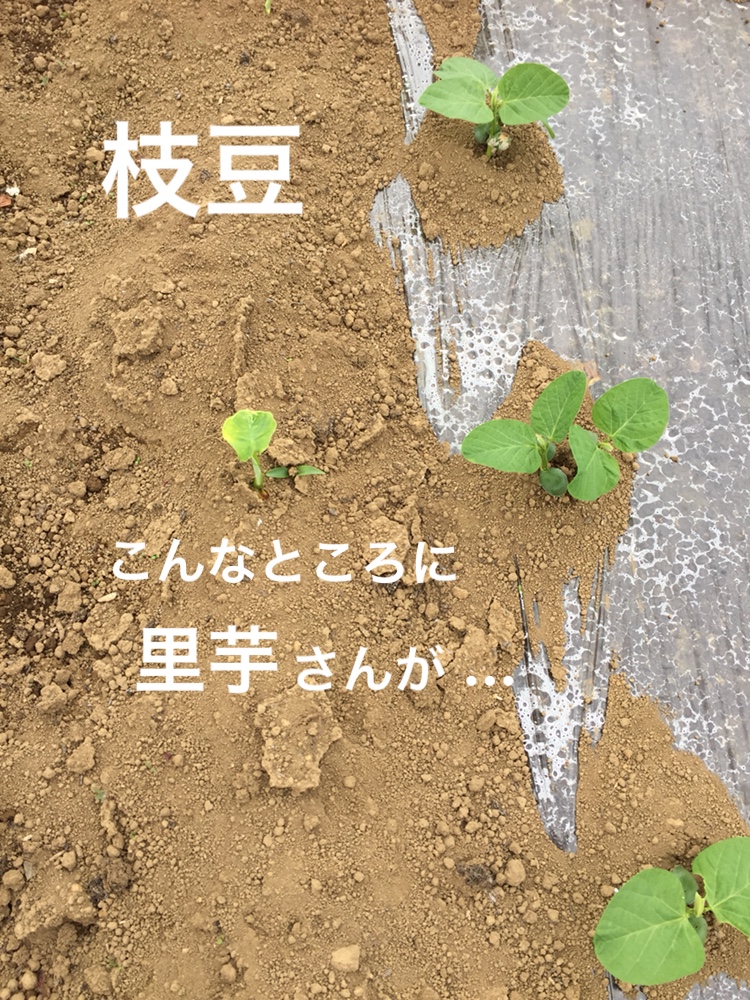 f:id:Yamanao:20180530122042j:plain f:id:Yamanao:20180530122042j:plain