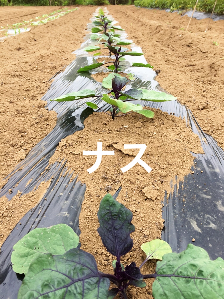 f:id:Yamanao:20180530122107j:plain f:id:Yamanao:20180530122107j:plain