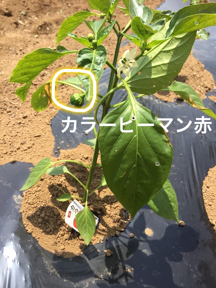 f:id:Yamanao:20180530123157j:plain f:id:Yamanao:20180530123157j:plain