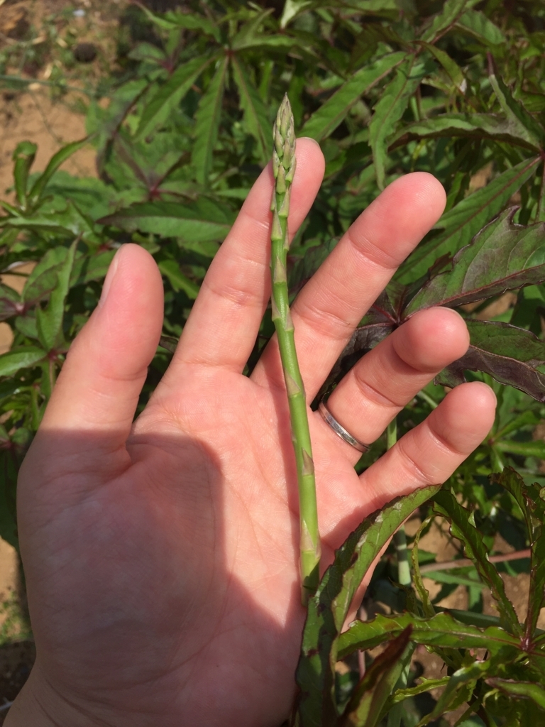 f:id:Yamanao:20180530123543j:plain f:id:Yamanao:20180530123543j:plain