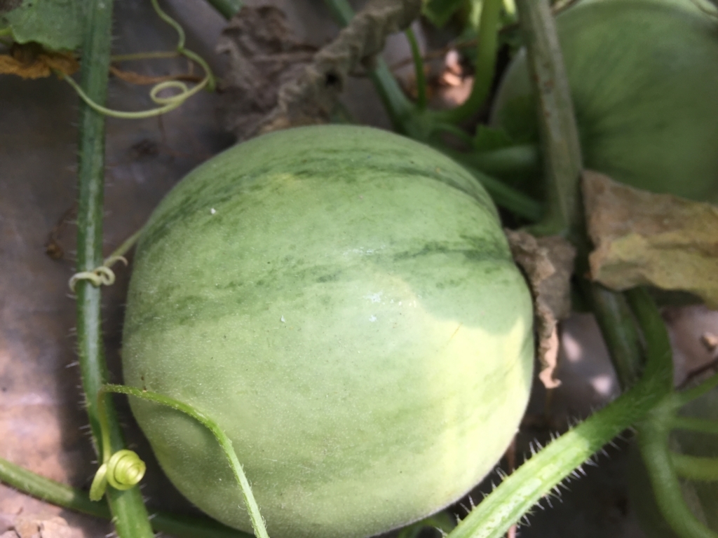 f:id:Yamanao:20180630154724j:plain f:id:Yamanao:20180630154724j:plain