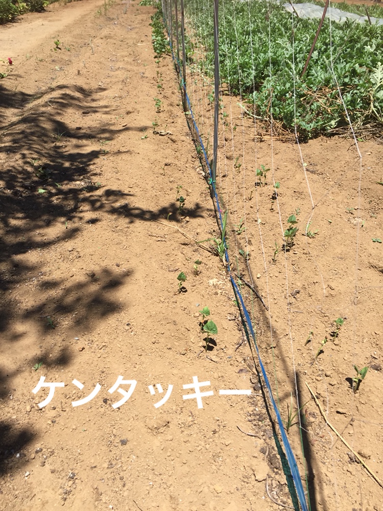 f:id:Yamanao:20180630154900j:plain f:id:Yamanao:20180630154900j:plain
