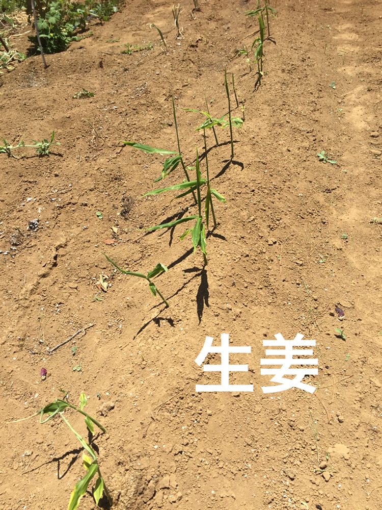 f:id:Yamanao:20180630154909j:plain f:id:Yamanao:20180630154909j:plain