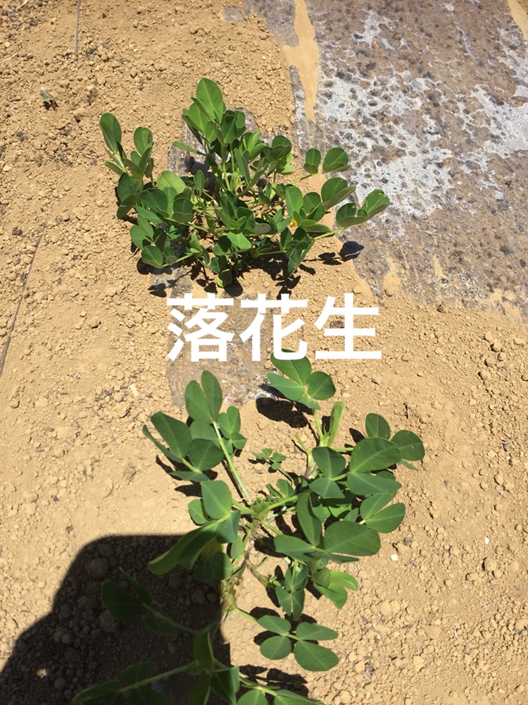 f:id:Yamanao:20180630154920j:plain f:id:Yamanao:20180630154920j:plain