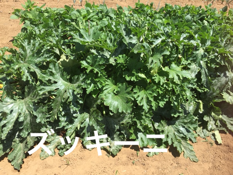 f:id:Yamanao:20180630154947j:plain f:id:Yamanao:20180630154947j:plain