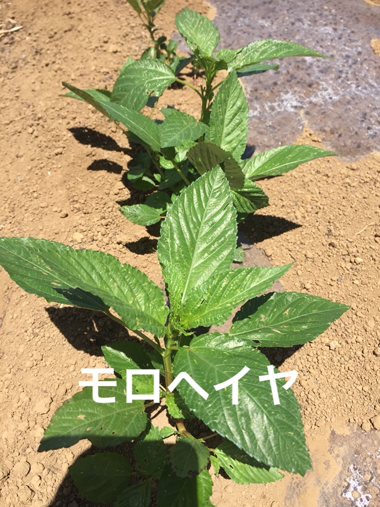 f:id:Yamanao:20180630185230j:plain f:id:Yamanao:20180630185230j:plain