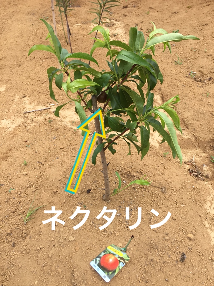 f:id:Yamanao:20180630185528j:plain f:id:Yamanao:20180630185528j:plain