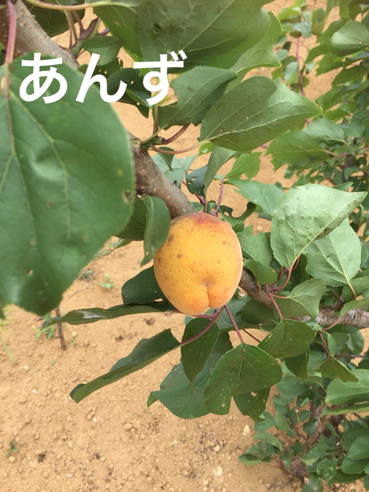f:id:Yamanao:20180630185555j:plain f:id:Yamanao:20180630185555j:plain