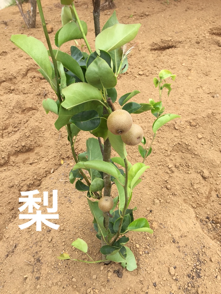 f:id:Yamanao:20180630185608j:plain f:id:Yamanao:20180630185608j:plain