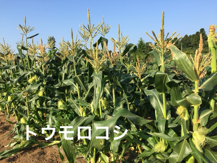 f:id:Yamanao:20180717141132j:plain f:id:Yamanao:20180717141132j:plain