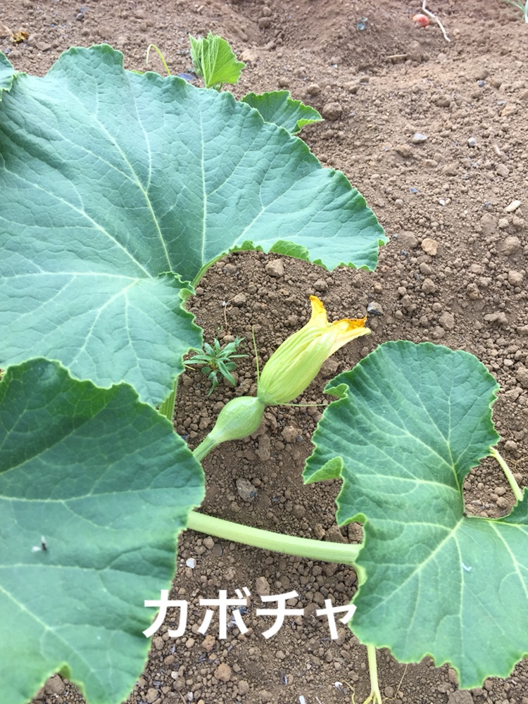 f:id:Yamanao:20180721195342j:plain f:id:Yamanao:20180721195342j:plain