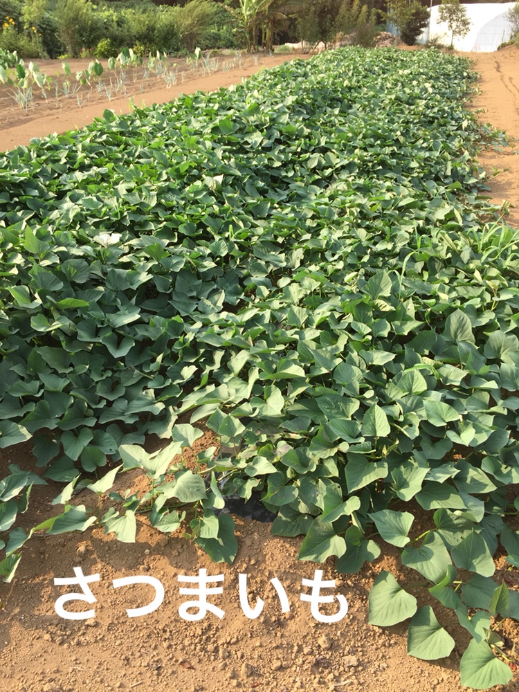 f:id:Yamanao:20180721195403j:plain f:id:Yamanao:20180721195403j:plain