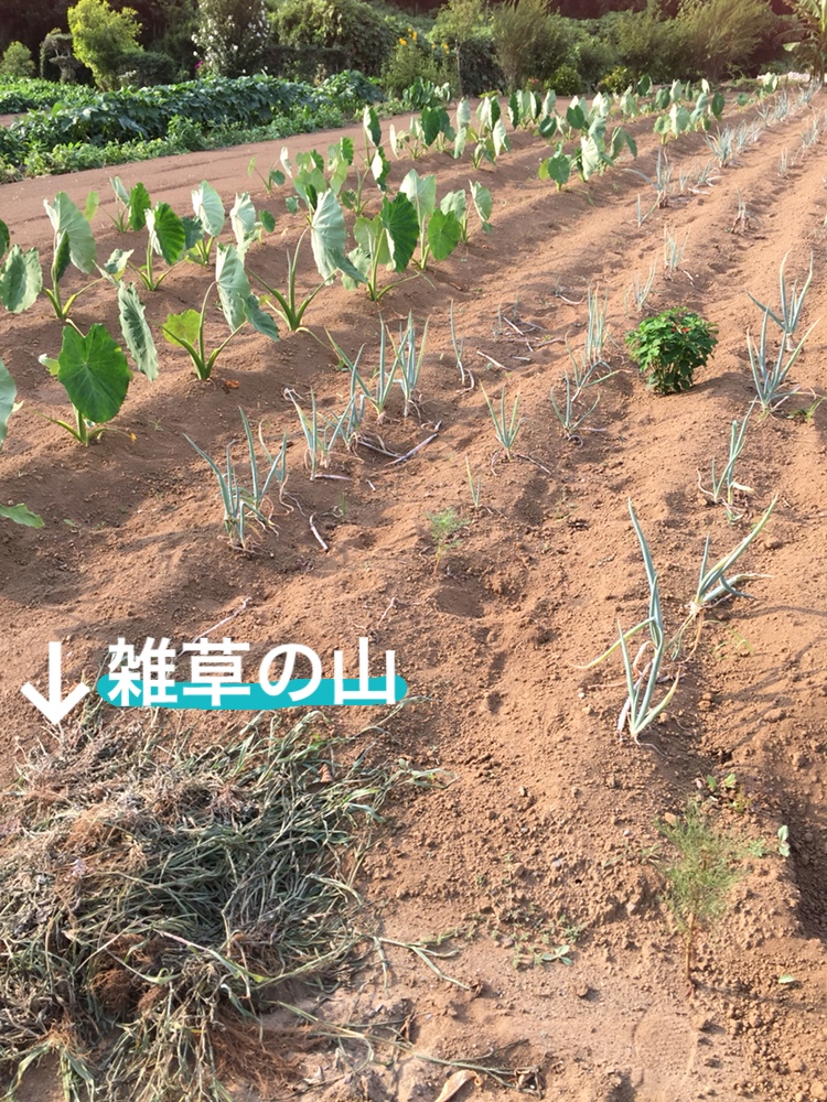 f:id:Yamanao:20180721195413j:plain f:id:Yamanao:20180721195413j:plain