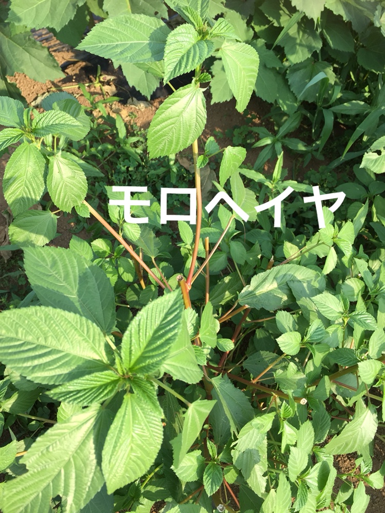 f:id:Yamanao:20180721195434j:plain f:id:Yamanao:20180721195434j:plain
