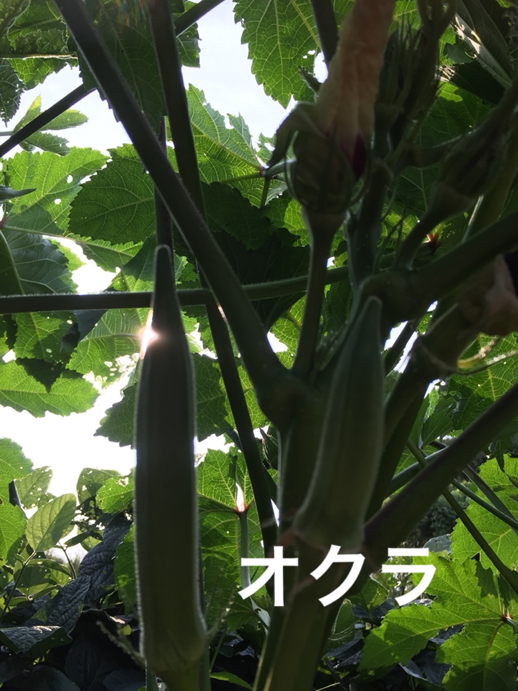 f:id:Yamanao:20180721195451j:plain f:id:Yamanao:20180721195451j:plain