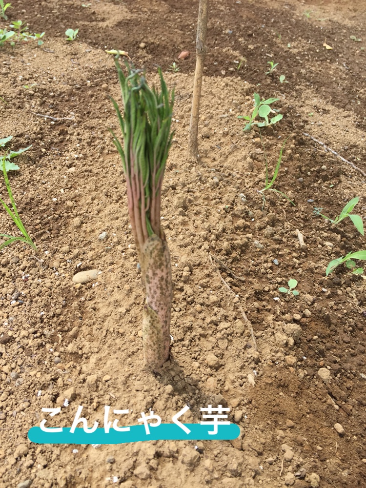 f:id:Yamanao:20180721230123j:plain f:id:Yamanao:20180721230123j:plain