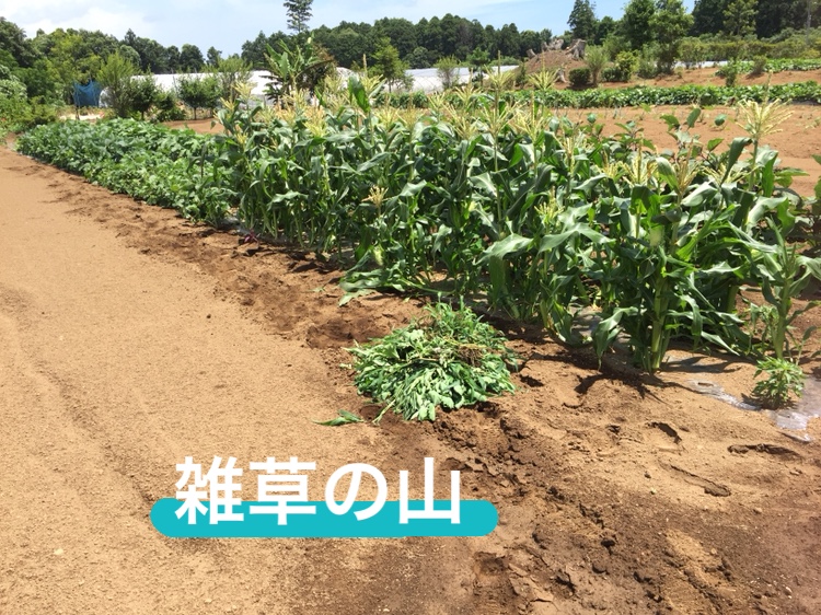 f:id:Yamanao:20180721230146j:plain f:id:Yamanao:20180721230146j:plain