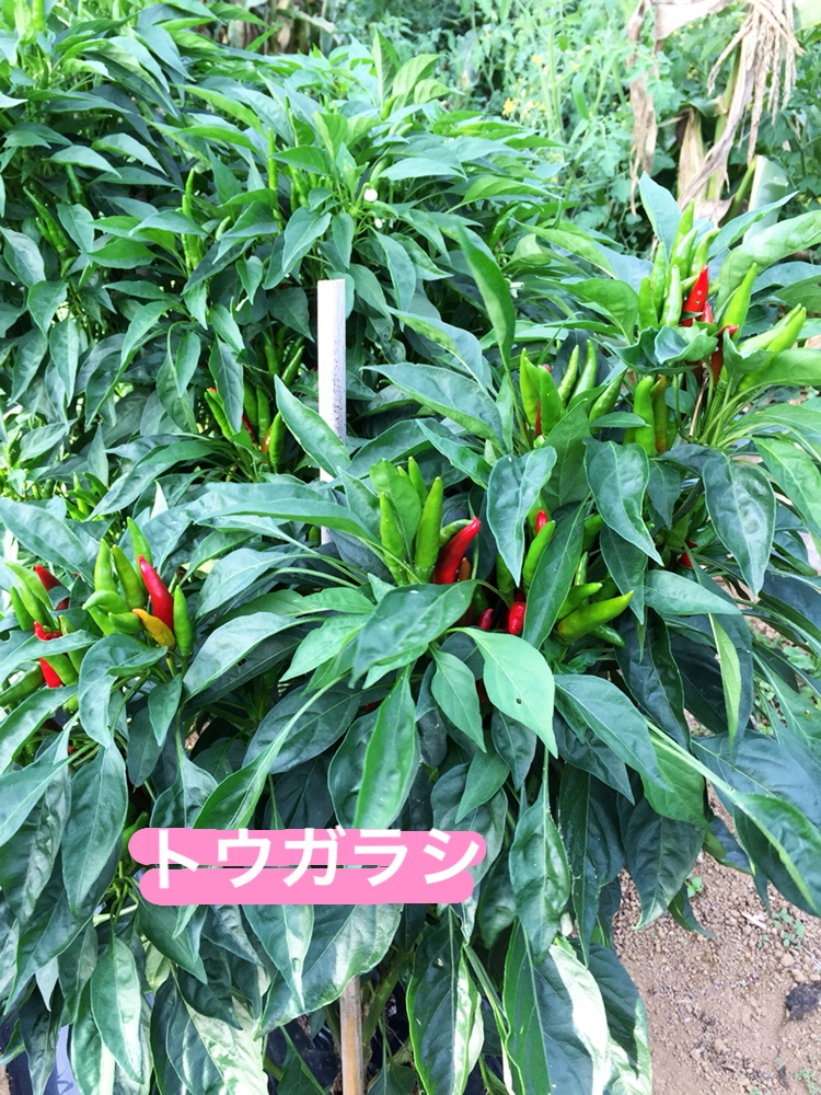 f:id:Yamanao:20180917085307j:plain f:id:Yamanao:20180917085307j:plain