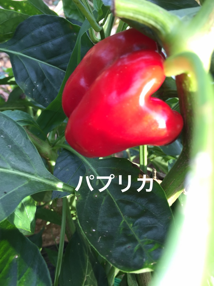 f:id:Yamanao:20180917085315j:plain f:id:Yamanao:20180917085315j:plain