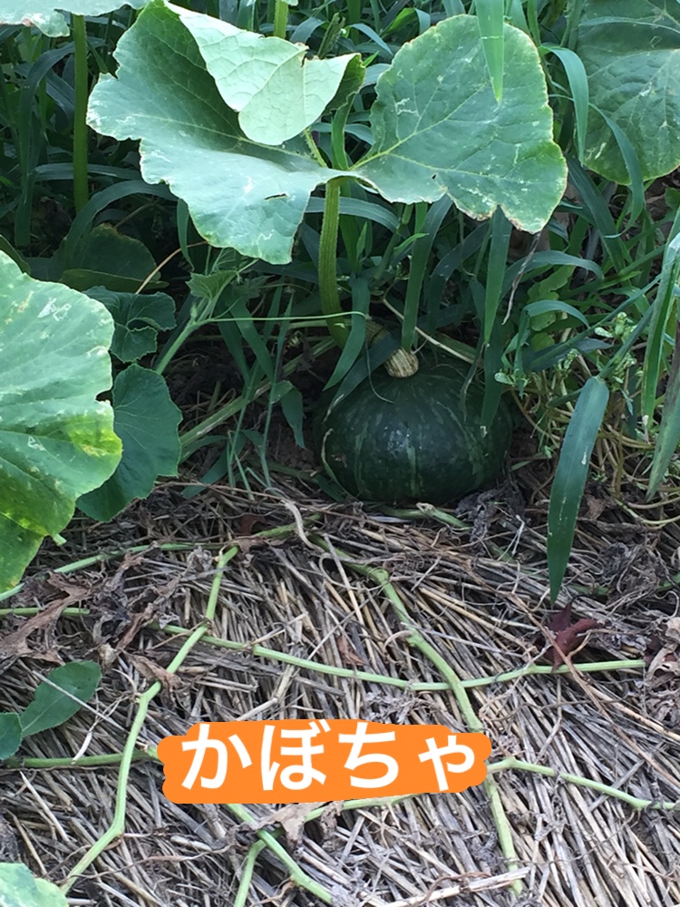 f:id:Yamanao:20180917085333j:plain f:id:Yamanao:20180917085333j:plain