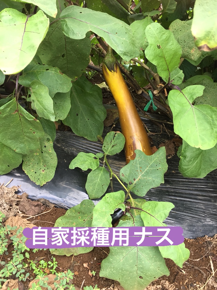 f:id:Yamanao:20180917085416j:plain f:id:Yamanao:20180917085416j:plain