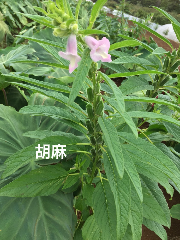 f:id:Yamanao:20180917085434j:plain f:id:Yamanao:20180917085434j:plain
