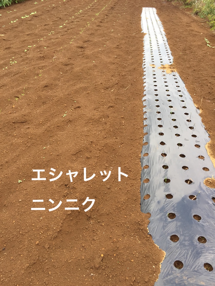 f:id:Yamanao:20180917085443j:plain f:id:Yamanao:20180917085443j:plain