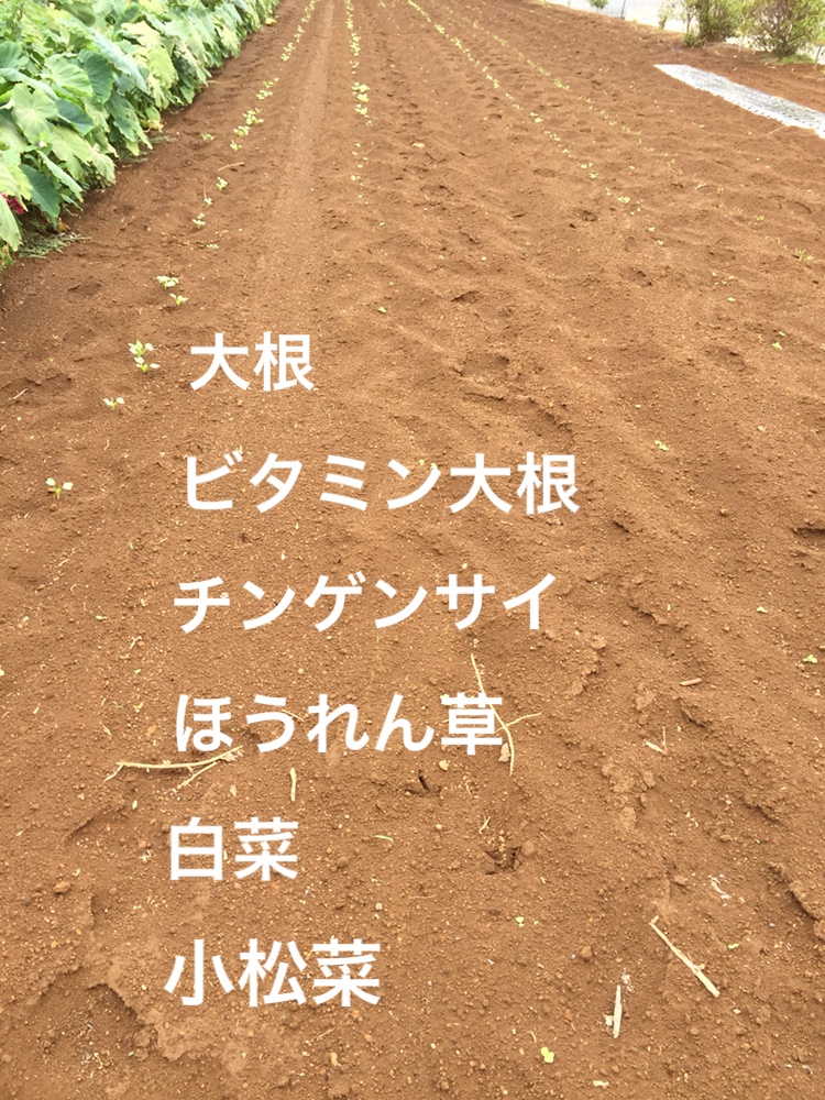 f:id:Yamanao:20180917085500j:plain f:id:Yamanao:20180917085500j:plain