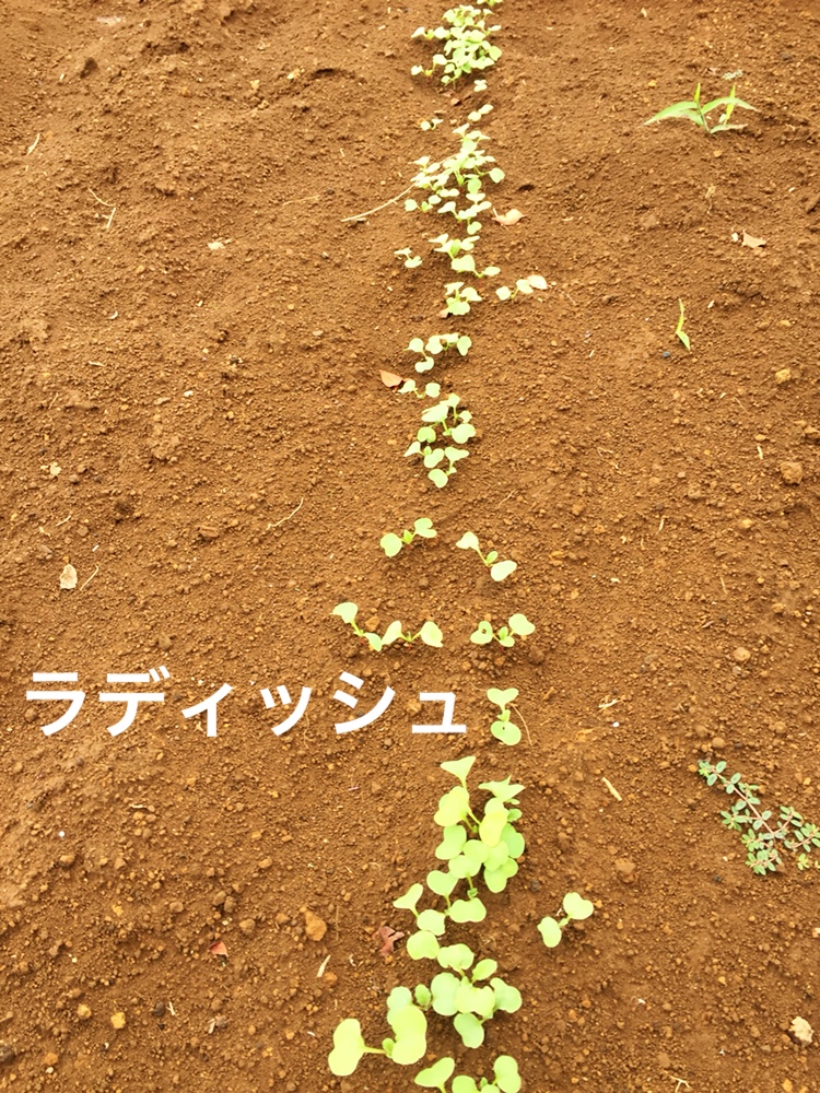 f:id:Yamanao:20180917085636j:plain f:id:Yamanao:20180917085636j:plain