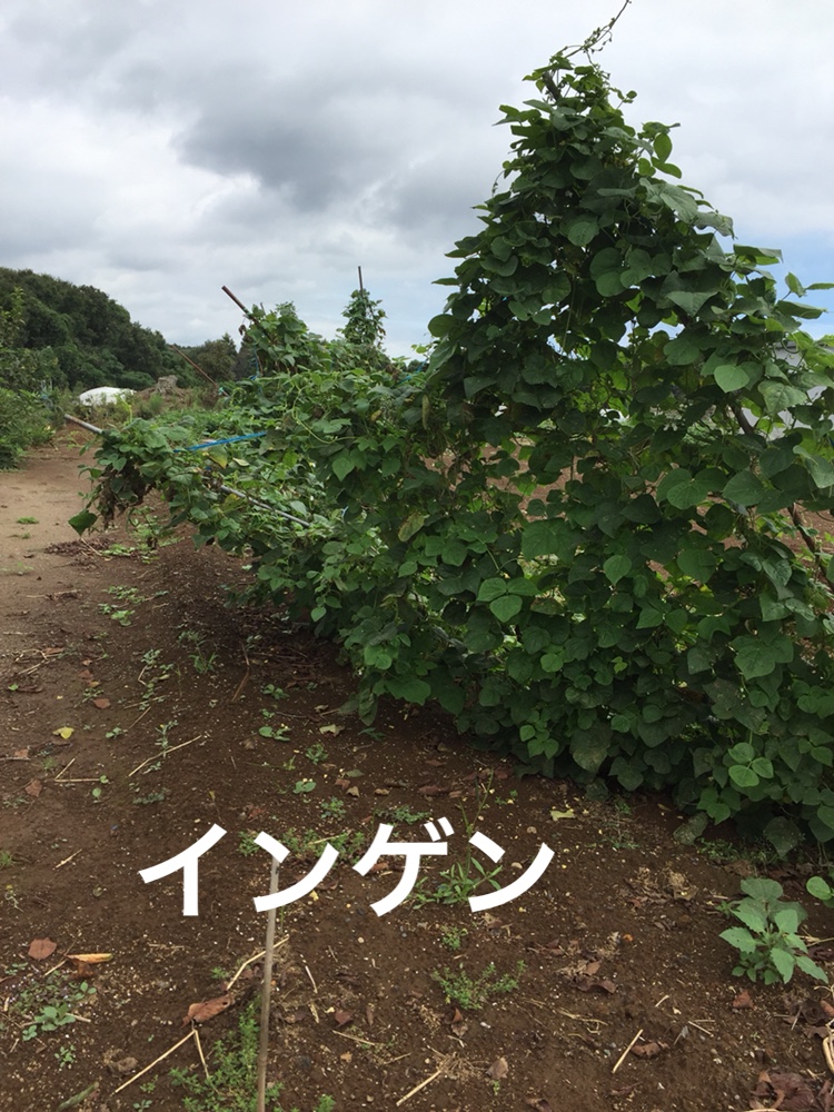 f:id:Yamanao:20180917085705j:plain f:id:Yamanao:20180917085705j:plain