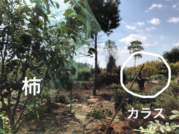 f:id:Yamanao:20181025142532j:plain f:id:Yamanao:20181025142532j:plain