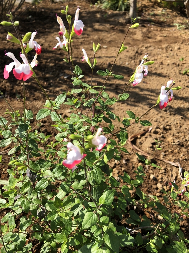 f:id:Yamanao:20181025143003j:plain f:id:Yamanao:20181025143003j:plain