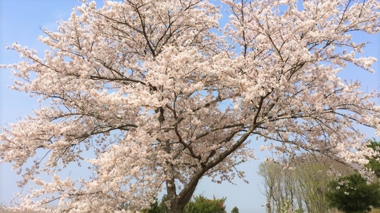 f:id:Yamanao:20181120211531j:plain f:id:Yamanao:20181120211531j:plain