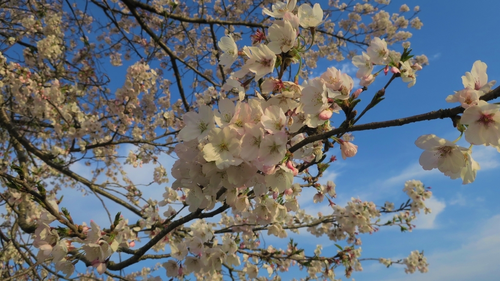 f:id:Yamanao:20181122145906j:plain f:id:Yamanao:20181122145906j:plain