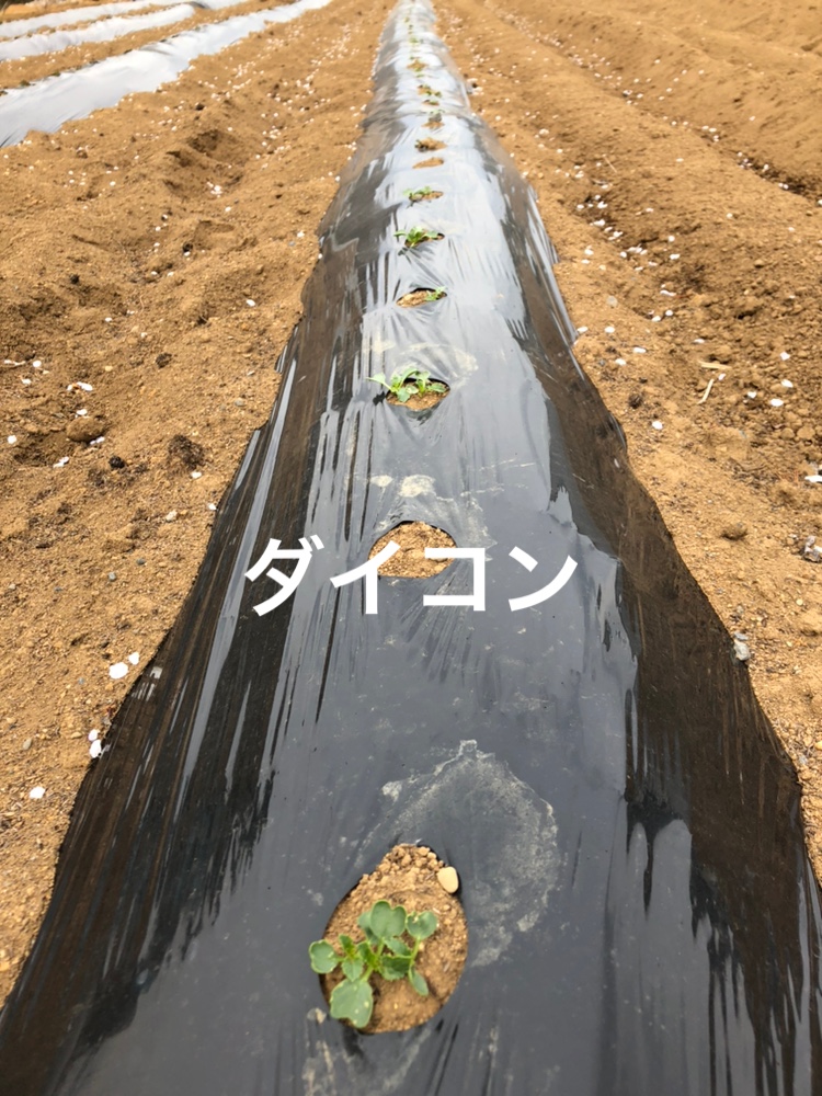 f:id:Yamanao:20190416220013j:plain f:id:Yamanao:20190416220013j:plain