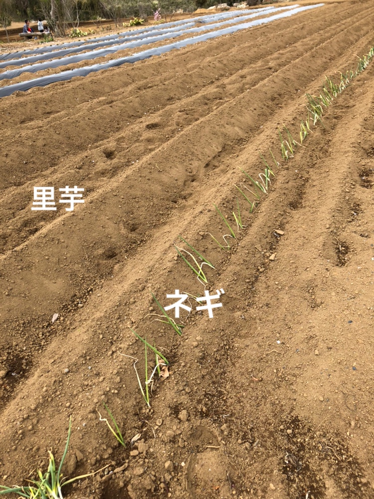 f:id:Yamanao:20190416220023j:plain f:id:Yamanao:20190416220023j:plain