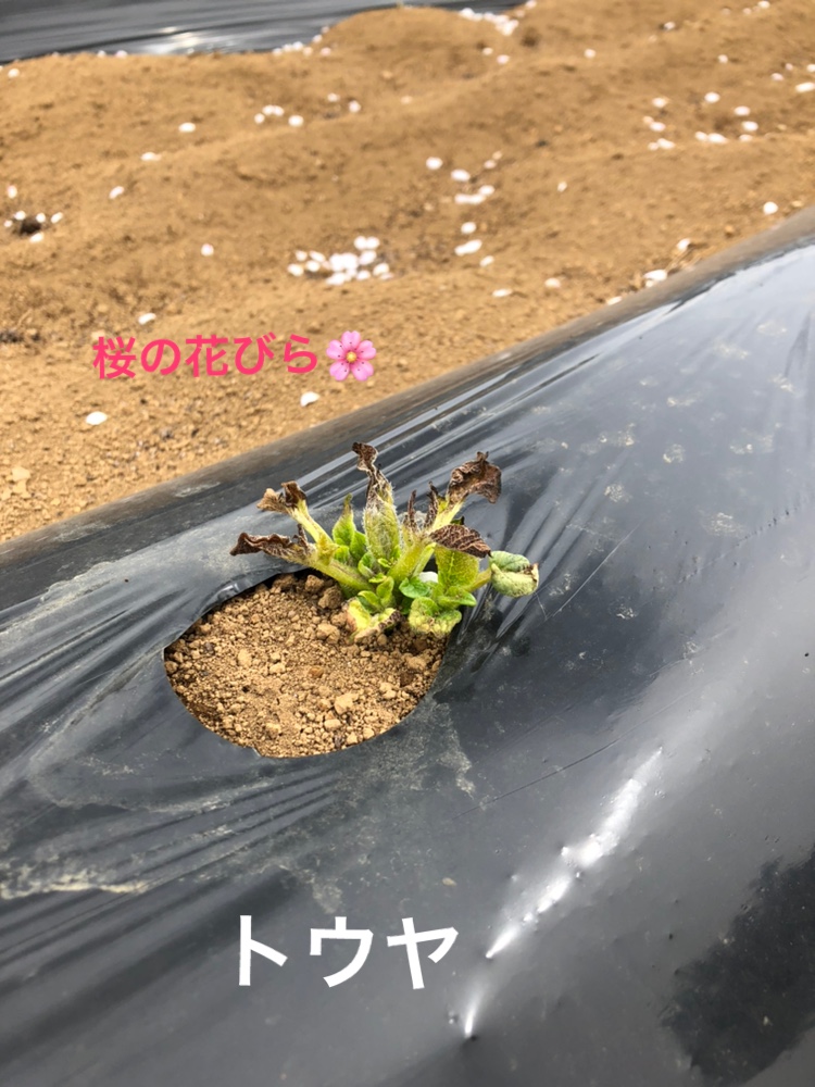 f:id:Yamanao:20190416220033j:plain f:id:Yamanao:20190416220033j:plain