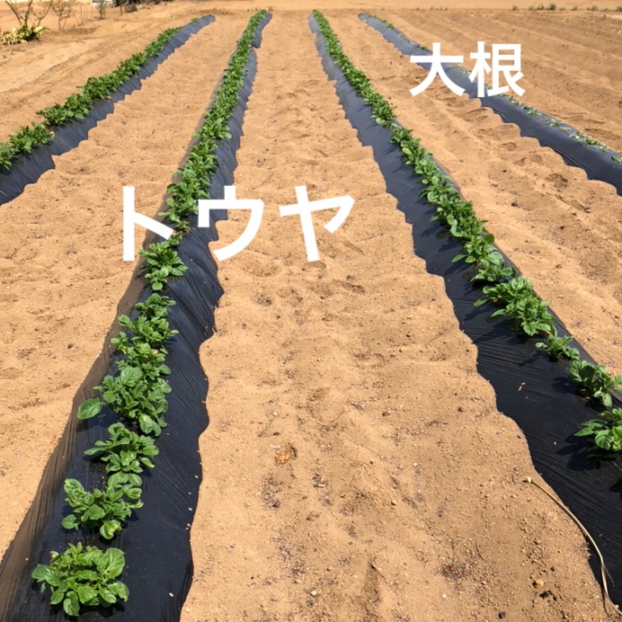f:id:Yamanao:20190429141905j:plain f:id:Yamanao:20190429141905j:plain
